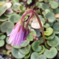 Soldanella carpatica 